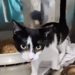 4752/144/25 Znaczek - data przyjęcia - 03.10.2025