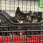 Kot do adopcji, Tychy, 18 września 2025