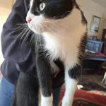 Znaleziono kota, Łódź, 5 października 2025