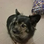 Znaleziono psa, Olsztyn, 6 października 2025