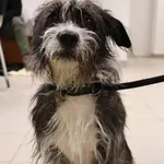 Znaleziono psa, Łódź, 7 października 2025