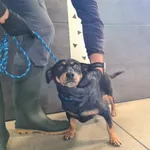 Imię: Przyjęty: 2025-08-12 Płeć: Suka Opis: mieszaniec, czarne-podpalane Wiek w dniu przyjęcia: ok. 7 lat