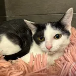 Kot do adopcji, Chełmek, 29 sierpnia 2025