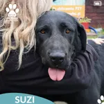 Pies do adopcji, Dąbrówka, 6 października 2025