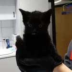 Kot do adopcji, Szczecin, 4 października 2025