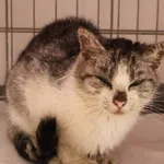 Znaleziono kota, Łódź, 6 października 2025