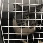 Kocurek poz. 25/737/K