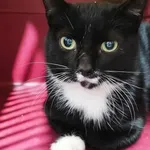 Kocurek poz. 25/745/K