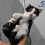 Znaleziono kota, Szczecin, 7 października 2025