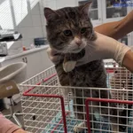 Znaleziono kota, Szczecin, 6 października 2025