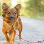 Pies do adopcji, Nowodwór, 7 października 2025