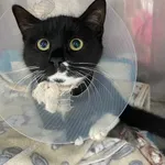 Znaleziono kota, Czartki, 8 października 2025