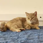 Kotka rasy brytyjskiej krótkowłosej została znaleziona we Frankfurcie.