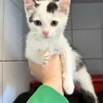 Znaleziono kota, Lublin, 27 września 2025