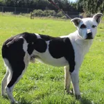 Pies do adopcji, Grudziądz, 26 września 2025