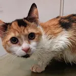 Znaleziono kota, Lublin, 23 września 2025