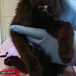 Znaleziono kota, Lublin, 27 września 2025