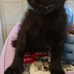 Znaleziono kota, Lublin, 27 września 2025