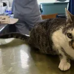 Znaleziono kota, Lublin, 29 września 2025