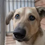 Sunia znaleziona w Gułtowach