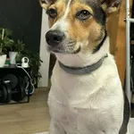 Zaginął pies, Łódź, 8 października 2025