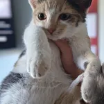 Znaleziono kota, Lublin, 26 września 2025