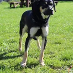 Pies do adopcji, Grudziądz, 24 września 2025