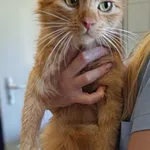 Znaleziono kota, Lublin, 21 września 2025