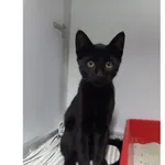 Znaleziono kota, Białystok, 6 września 2025