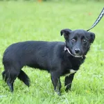 Pies do adopcji, Ropczyce, 9 października 2025