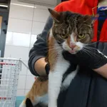 Znaleziono kota, Szczecin, 9 października 2025