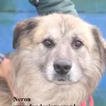 Neron