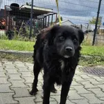 Znaleziono psa, Lublin, 5 października 2025