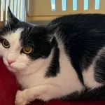 Znaleziono kota, Lublin, 1 października 2025