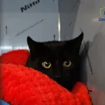 Znaleziono kota, Szczecin, 8 października 2025