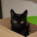 Zaginął kot, Łódź, 9 października 2025