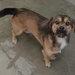 Znaleziono psa, Lublin, 8 października 2025