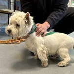 Znaleziono psa, Lublin, 10 października 2025