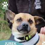 Pies do adopcji, Dąbrówka, 10 października 2025