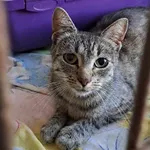 Kot do adopcji, Olsztyn, 29 sierpnia 2025