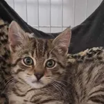 Kot do adopcji, Olsztyn, 27 września 2025