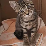 Kot do adopcji, Olsztyn, 27 września 2025