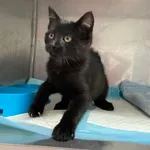 Znaleziono kota, Czartki, 9 października 2025