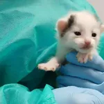 Kocurek poz. 25/765/K