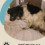 Znaleziono psa, Dąbrówka, 8 października 2025