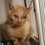 Kocurek poz. 25/759/K