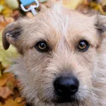 Znaleziono psa, Pieckowo, 9 października 2025