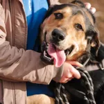 Pies do adopcji, Milanówek, 14 grudnia 2025