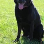 Pies do adopcji, Grudziądz, 26 września 2025