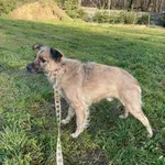Pies do adopcji, Zgierz, 9 października 2025